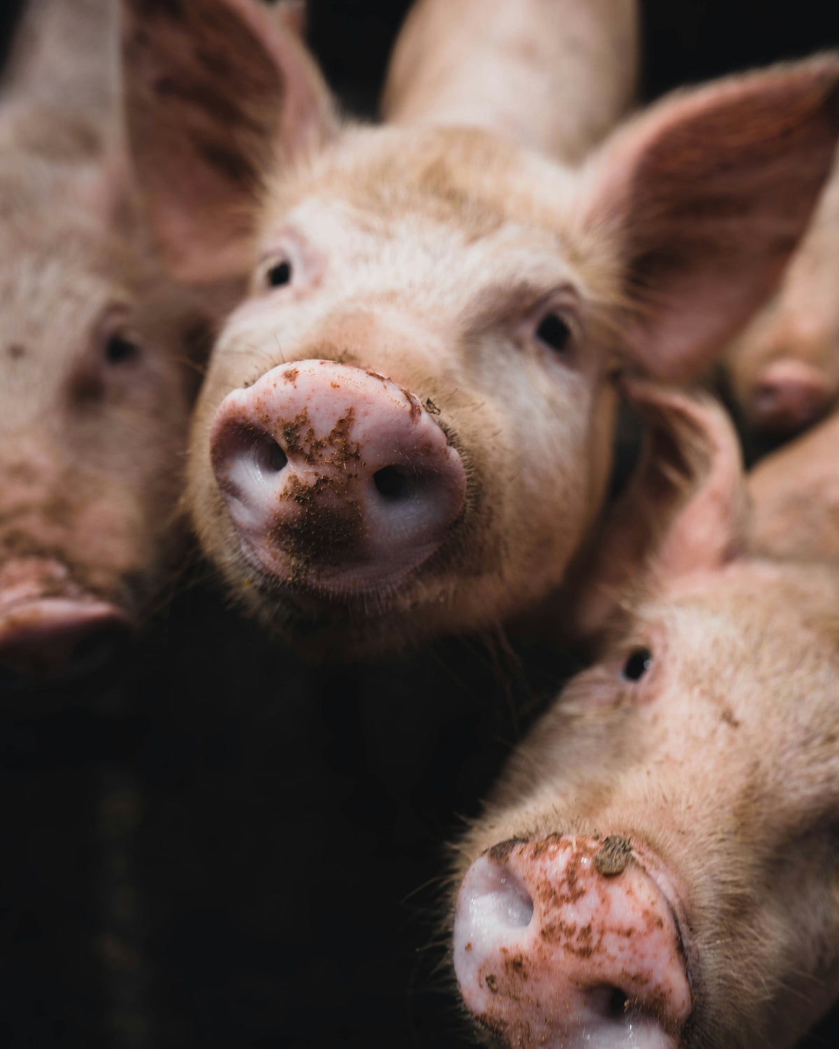 Drei Babyschweine mit dreckigen Schnauzen in einem dunklen Schweinstall.