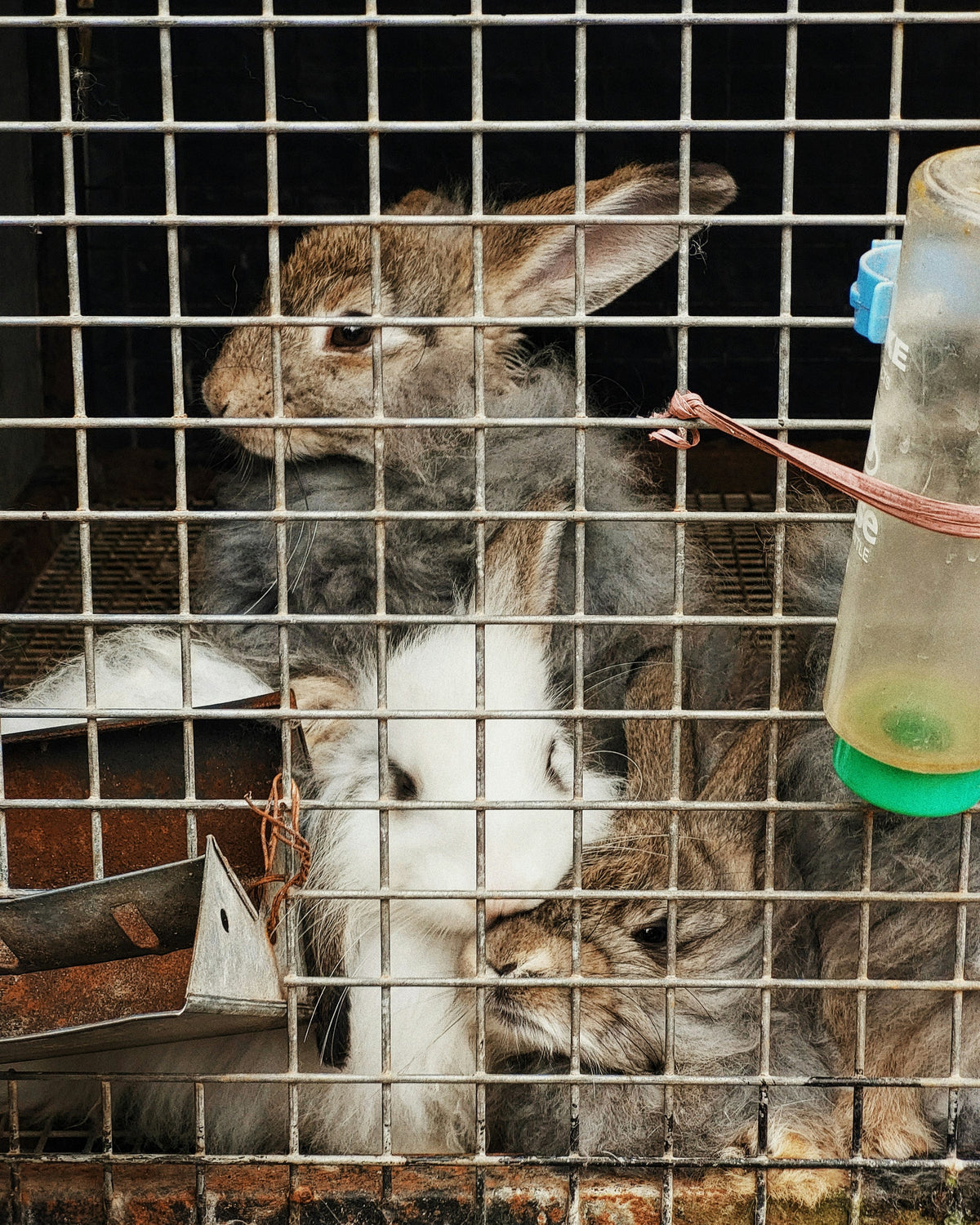 Kaninchenbabys eng zusammen in einem kleinen Kaninchenkäfig mit Gitterboden und einer leeren Tränke ohne Futter.