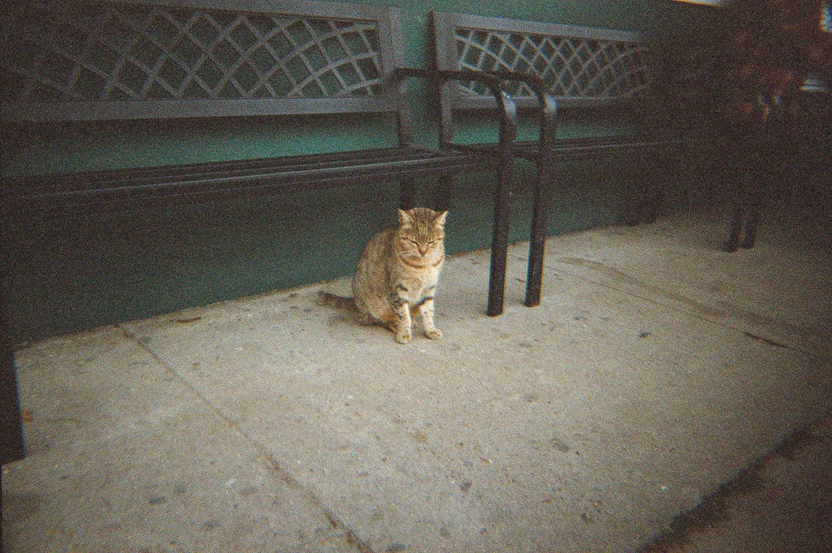 Foto einer braunen Straßenkatze unter einer Parkbank.