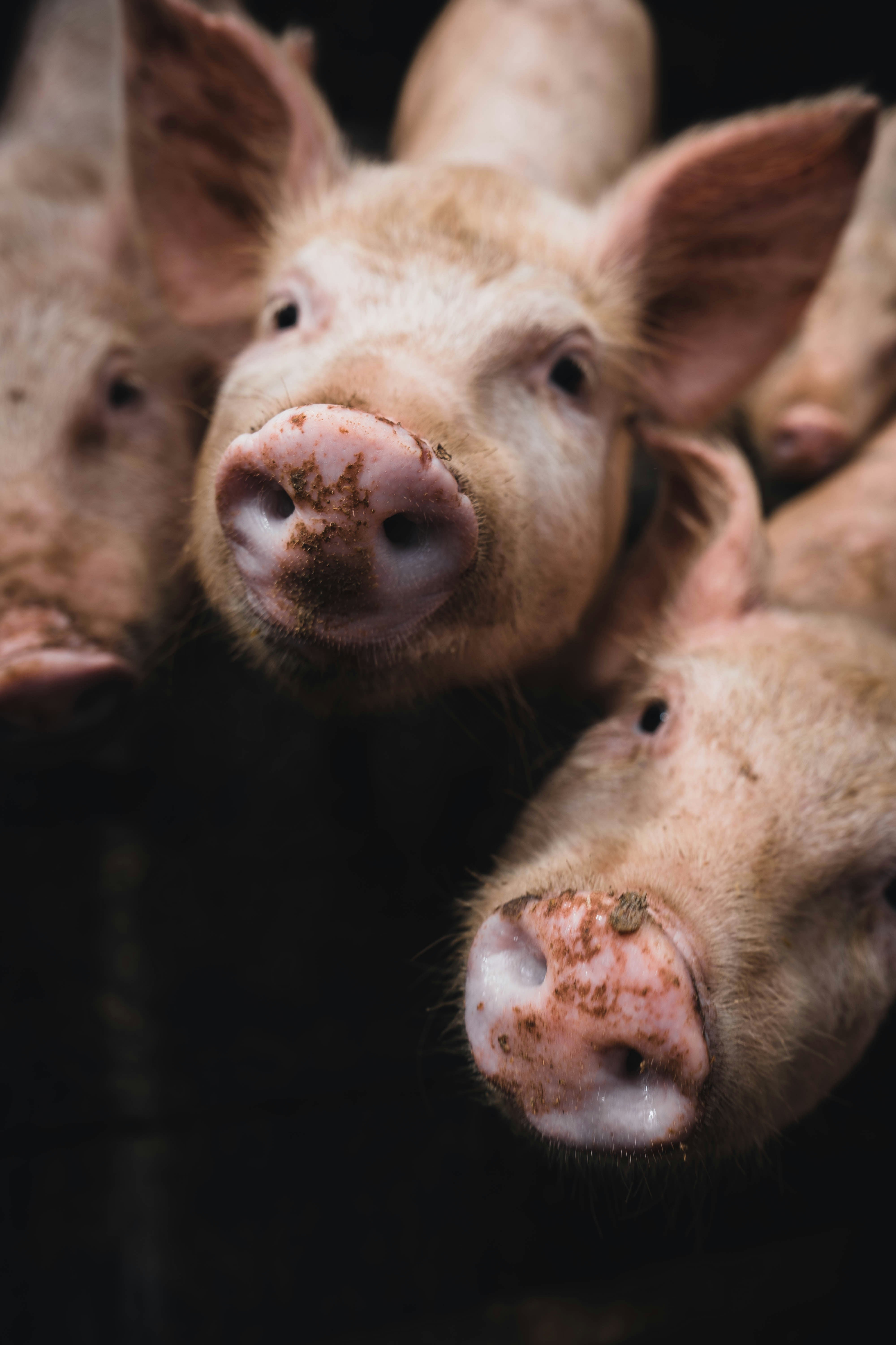 Drei Babyschweine mit dreckigen Schnauzen in einem dunklen Schweinstall.