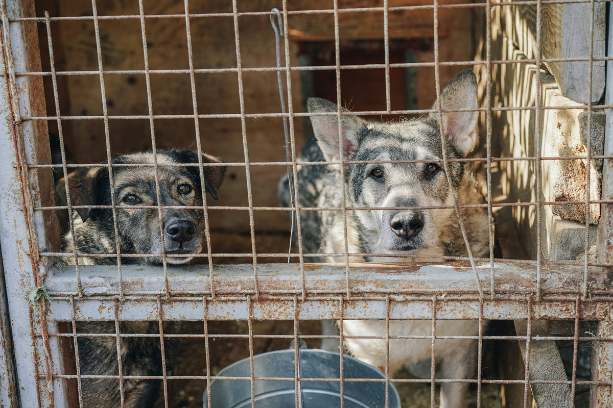 Bild von zwei Hunden in einem Zwinger, stellvertretend für Tierheimtiere